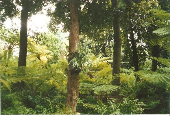 giardino botanico di napoli -21